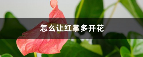 怎么让红掌多开花，开花不断