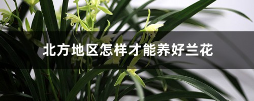 北方地区怎样才能养好兰花