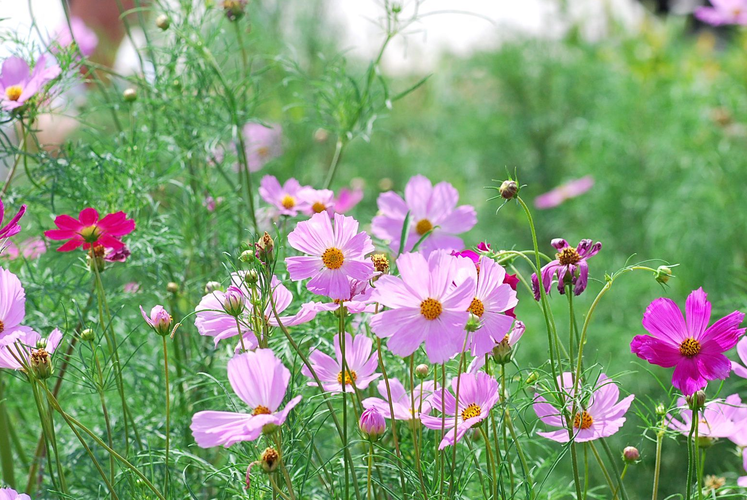 波斯菊 